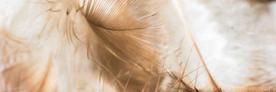 Angel Numbers Feathers Angel Feathers